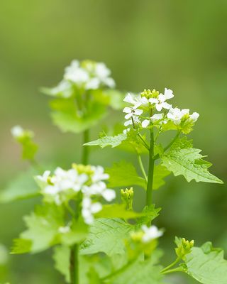 LOOK-ZONDER-LOOK - Alliaria petiolata - GARLIC MUSTARD