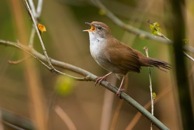 CETTI'S ZANGER - Cettia cetti - CETTI'S WARBLER