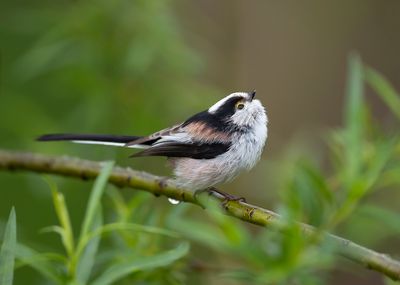 STAARTMEES - Aegithalos caudatus - LONG-TAILED TIT