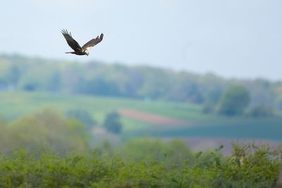 BRUINE KIEKENDIEF - Circus aeruginosus - WESTERN MARSH HARRIER