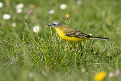 GELE KWIKSTAART - Motacilla flava  -WESTERN YELLOW WAGTAIL