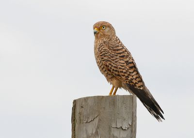FOX KESTREL - Falco alopex - VOSVALK