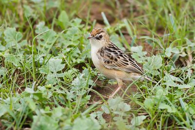 PECTORAL PATCH CISTICOLA - Cisticola brunnescens - BORSTVLEKGRASZANGER