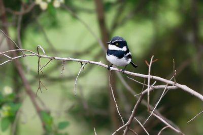 PYGMY BATIS - Batis perkeo - KLEINE DOORNVLIEGENVANGER