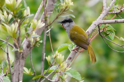GRAY-CAPPED WARBLER - Eminia lepida - EMINIAZANGER