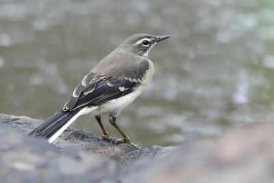 CAPE WAGTAIL - Motacilla capensis - KAAPSE KWIKSTAART