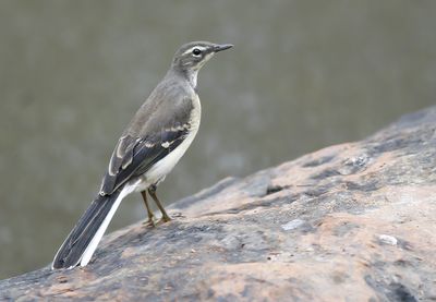 CAPE WAGTAIL - Motacilla capensis - KAAPSE KWIKSTAART