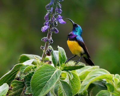 VARIABLE SUNBIRD - Cynniris venusta - ORNAATHONINGZUIGER