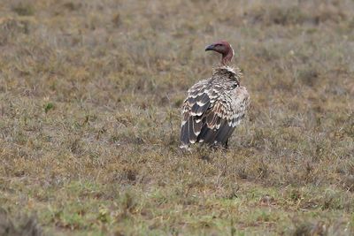 RÛPPELL'S GRIFFON VULTURE - Gyps rueppellii - RÛPPELLS GIER