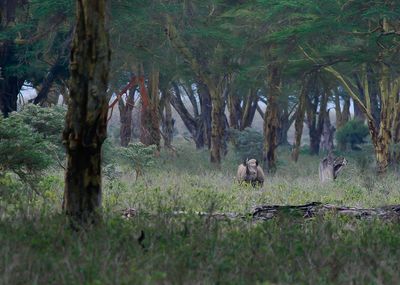 BLACK RINOCEROS - Diceros bicornis - ZWARTE NEUSHOORN
