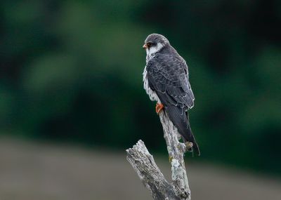 AMUR FALCON - Falco amurensis - AMOER VALK