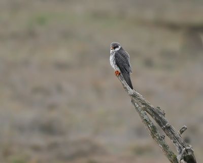 AMUR FALCON - Falco amurensis - AMOER VALK