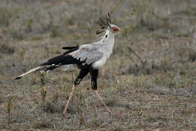 SECRETARYBIRD - Sagittarius serpentarius - SECRETARISVOGEL