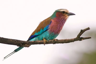 RUFOUS-CROWNED ROLLER - Coracias naevia - ROODKRUINSCHARRELAAR