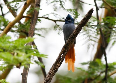 AFRICAN PARADISE FLYCATCHER - Terpsiphone viridis - AFRIKAANSE PARADIJSMONARCH