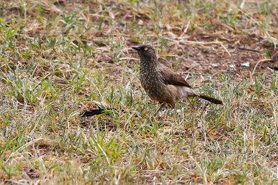 ARROW-MARKED BABBLER - Turdoides jardineii - PIJLPUNTBABBELAAR