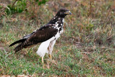 AUGUR BUZZARD - Buteo augur - AUGURBUIZERD