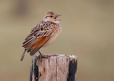 RUFOUS-NAPED LARK - Mirafra africana - ROODNEKLEEUWERIK