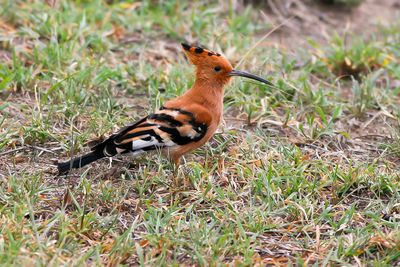 AFRICAN HOOPOE - Upupa africana - AFRIKAANSE HOP