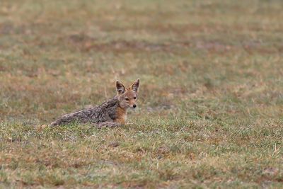 BLACK-BACKED JACKAL - Canis mesomelas - ZADELJAKHALS