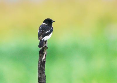 AFRICAN STONECHAT - Saxicola albofasciata - AFRIKAANSE ROODBORSTTAPUIT