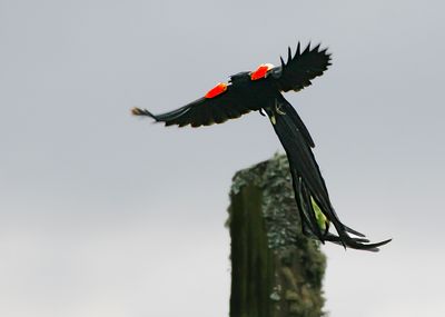 LONG-TAILED WIDOWBIRD - Euplectes progne - HANENSTAARTWIDAVINK