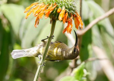 GOLDEN-WINGED SUNBIRD - Nectarinia reichenowi - GOUDVLEUGELHONINGZUIGER