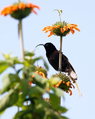GOLDEN-WINGED SUNBIRD - Nectarinia reichenowi - GOUDVLEUGELHONINGZUIGER