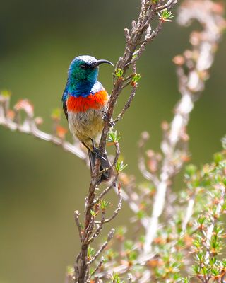 EASTERN DOUBLE-COLLARED SUNBIRD - Cinnyris mediocris - KILIMANJAROHONINGZUIGER
