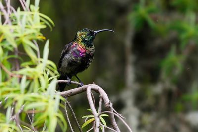 TACAZZE SUNBIRD - Nectarinia tacazze - TACAZZEHONINGZUIGER
