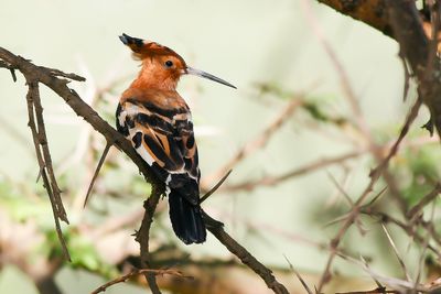 AFRICAN HOOPOE - Upupa africana - AFRIKAANSE HOP