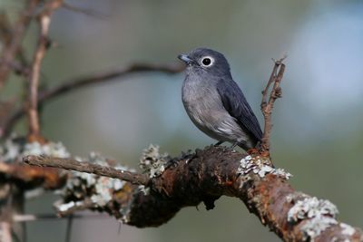 WHITE-EYED SLATY FLYCATCHER - Melaenornis fischeri - BERGDRONGOVLIEGENVANGER