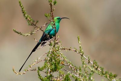 MALACHITE SUNBIRD - Nectarinia famosa - EMERALDHONINGZUIGER
