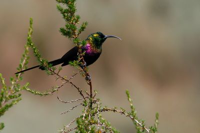 TACAZZE SUNBIRD - Nectarinia tacazze - TACAZZEHONINGZUIGER