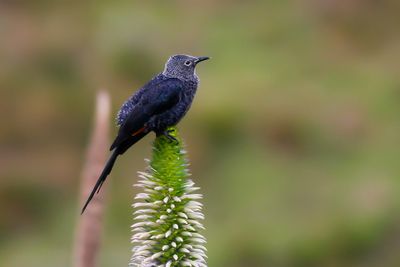 SLENDER-BILLED STARLING - Onychognatus tenuirostris - KANEELVLEUGELSPREEUW