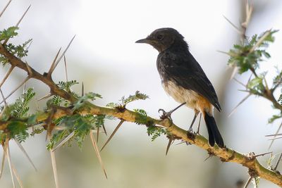 SCHALOW'S WHEATEAR - Oenanthe schalowi -