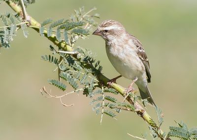YELLOW-RUMPED SEEDEATER - Serinus reichenowi - REICHENOW'S KANARIE