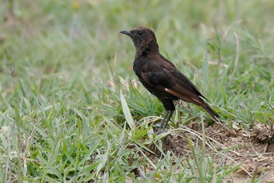 NORTHERN ANTEATER CHAT - Myrmecocichla aethiops - BRUINE MIERTAPUIT