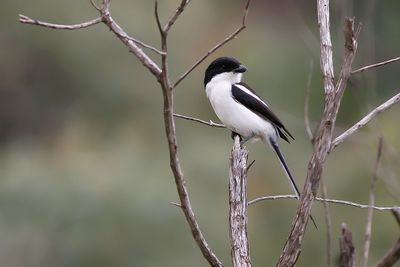 COMMON FISCAL - Lanius collaris - ZUIDELIJKE GEKRAAGDE KLAUWIER