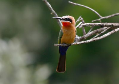WHITE-FRONTED BEE-EATER - Merops bullockoides - WITKAPBIJENETER