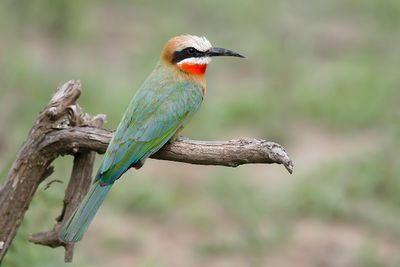 WHITE-FRONTED BEE-EATER - Merops bullockoides - WITKAPBIJENETER