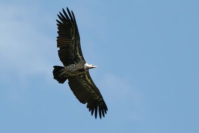 RÛPPELL'S GRIFFON VULTURE - Gyps rueppellii - RÛPPELLS GIER