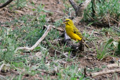 BRIMSTONE CANARY - Serinus sulphuratus - ZWAVELKANARIE