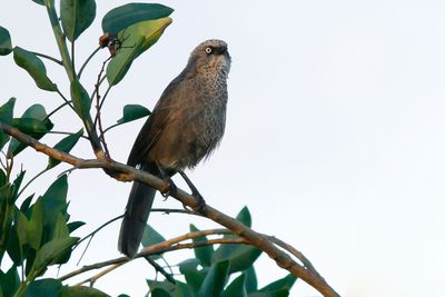 BLACK-LORED BABBLER - Turdoides sharpei - TABORABABBELAAR