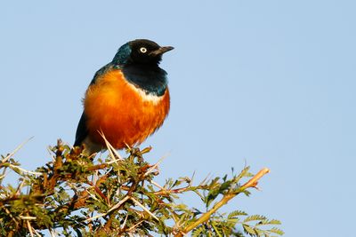 SUPERB STARLING - Lamprotornis superbus - DRIEKLEURIGE GLANSSPREEUW