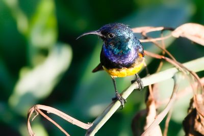 VARIABLE SUNBIRD - Cinnyris venusta - ORNAATHONINGZUIGER