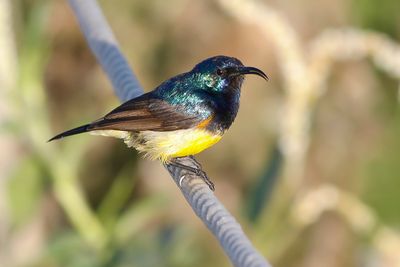 VARIABLE SUNBIRD - Cinnyris venusta - ORNAATHONINGZUIGER