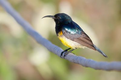 VARIABLE SUNBIRD - Cinnyris venusta - ORNAATHONINGZUIGER