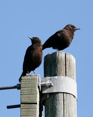NORTHERN ANTEATER CHAT - Myrmecocichla aethiops - BRUINE MIERTAPUIT