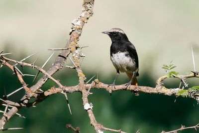 SCHALOW'S WHEATEAR - Oenanthe schalowi -